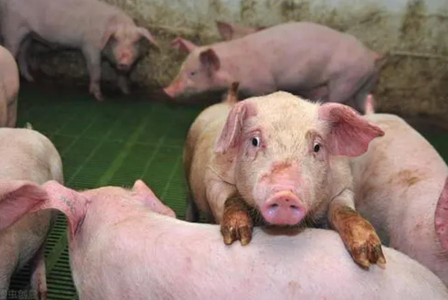 如何避免猪场疫苗接种不当造成不必要损失